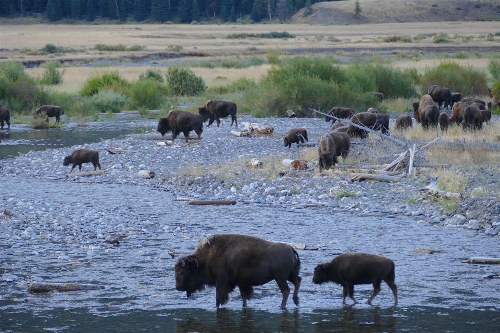 Biston crossing a river in Yellowstone 