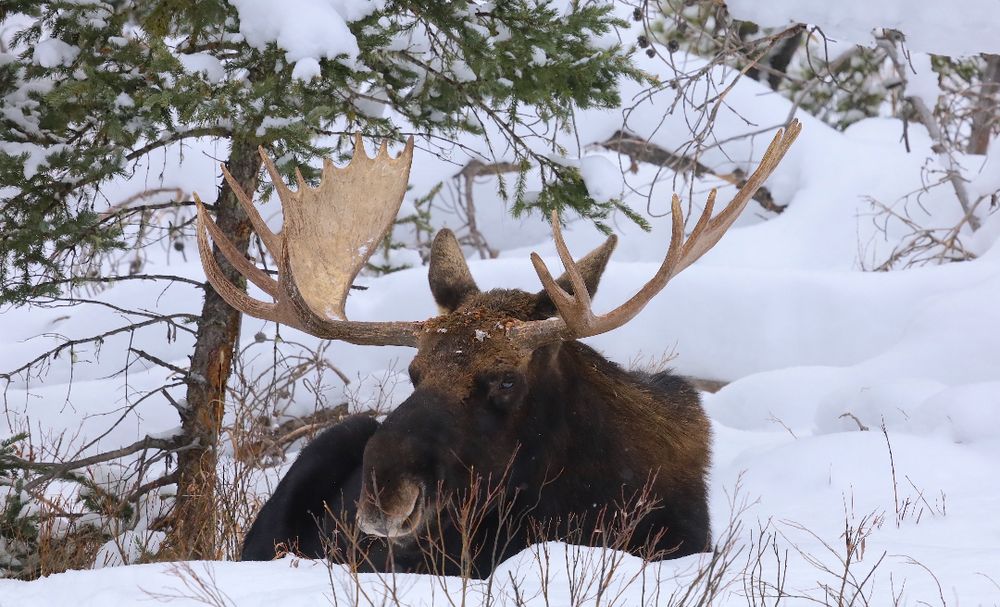 Bull moose laying down in the snow