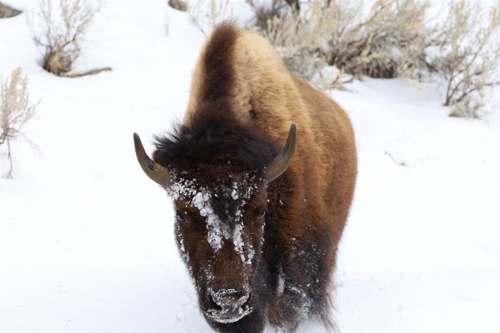 Bison face covered in snow, walking towards the camera through the snow with a few sage poking up through in the background. 