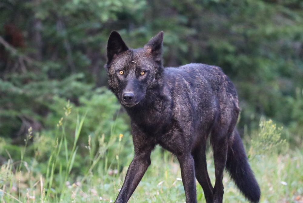 Black wolf walking in the summer grass in front of a forest. 