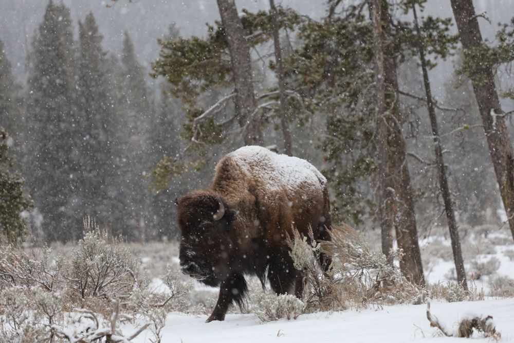 Lone bull bison in a forest under heavy snowfall. 