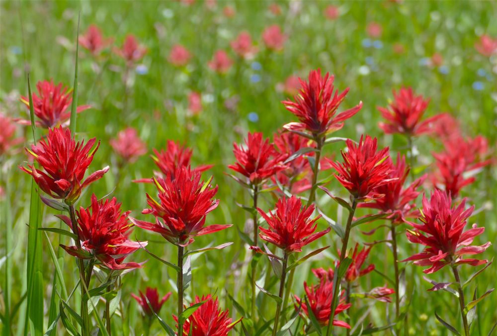 A field of Indian Paintbrush 