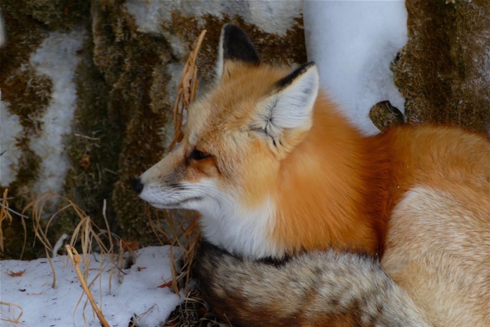 Close up of fox sleeping on a bed of snow near a ice covered cliff. 
