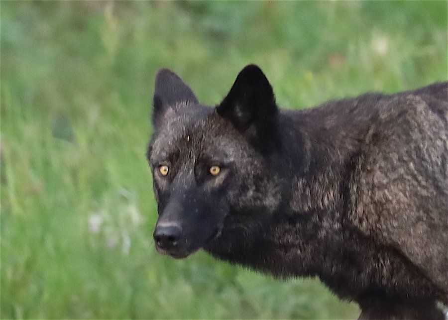 Close up of a black wolf 