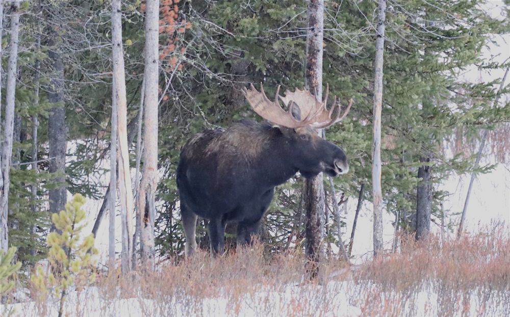 Moose posing for the camera in a field of snow and willow with the forest behind. 