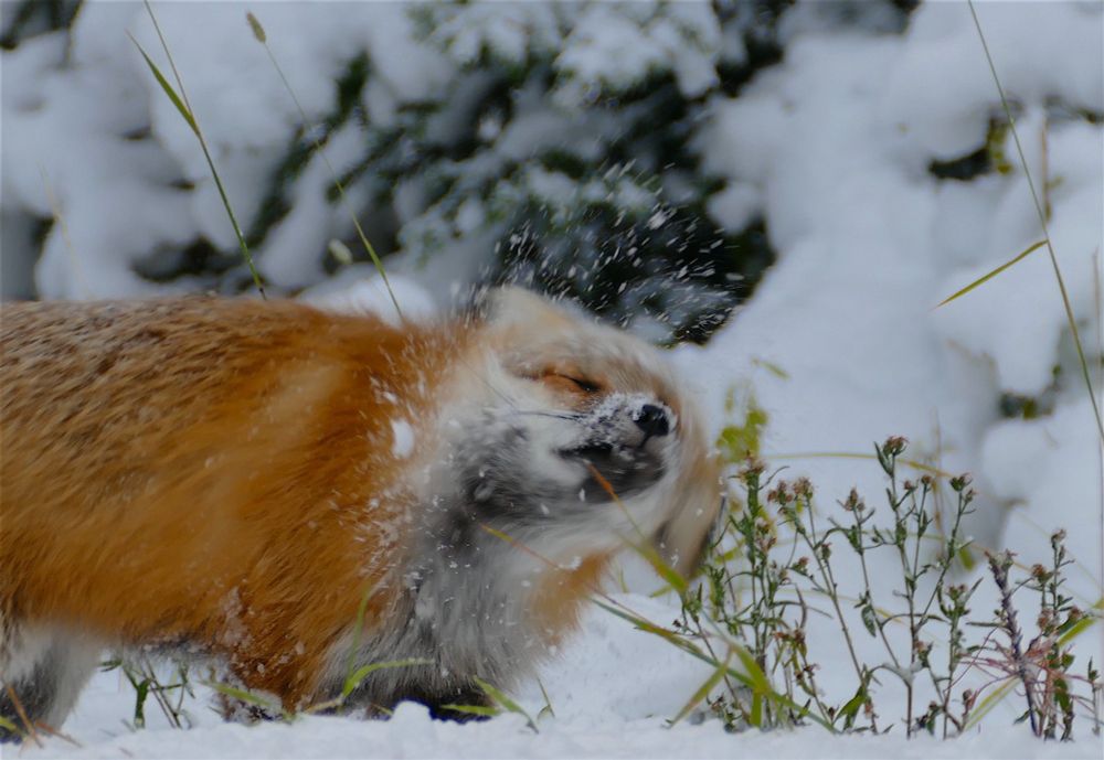 Fox shaking off the snow, with a snowy background. 