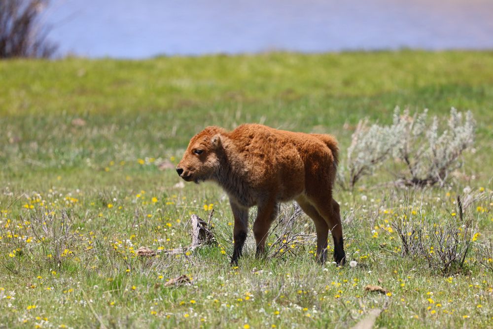 Bison calf, not more than a few days old. In a field of short grass and yellow flowers with a couple sage and the blue sky at the top of the screen. 