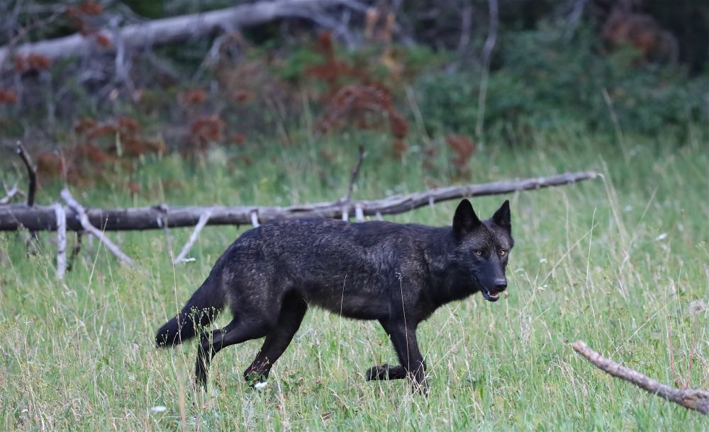 Black wolf in a small tall grass clearing with a pine forest behind. There's also a couple downed trees and branches in the photo. 