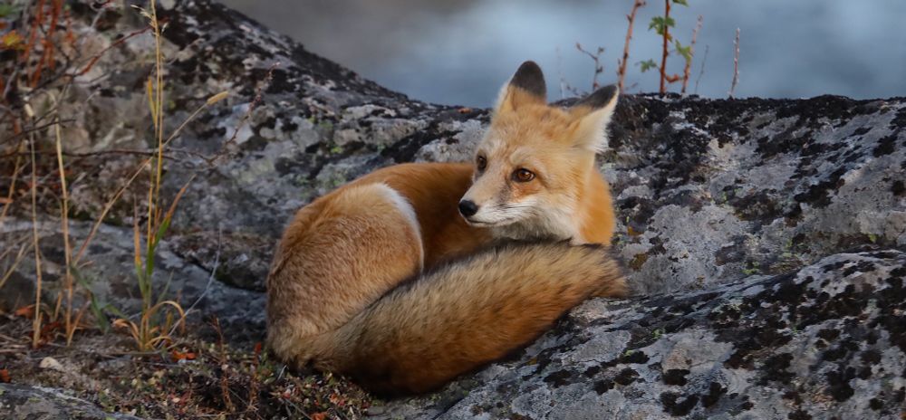 Fox all curled up on a lichen covered rock looking thoughtfully into the distance.