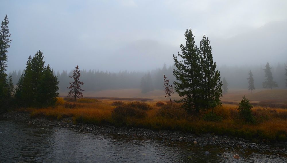A fall scene of the far shore, Soda Butte Creek with scattered pine trees in a redish orange field of willow. 