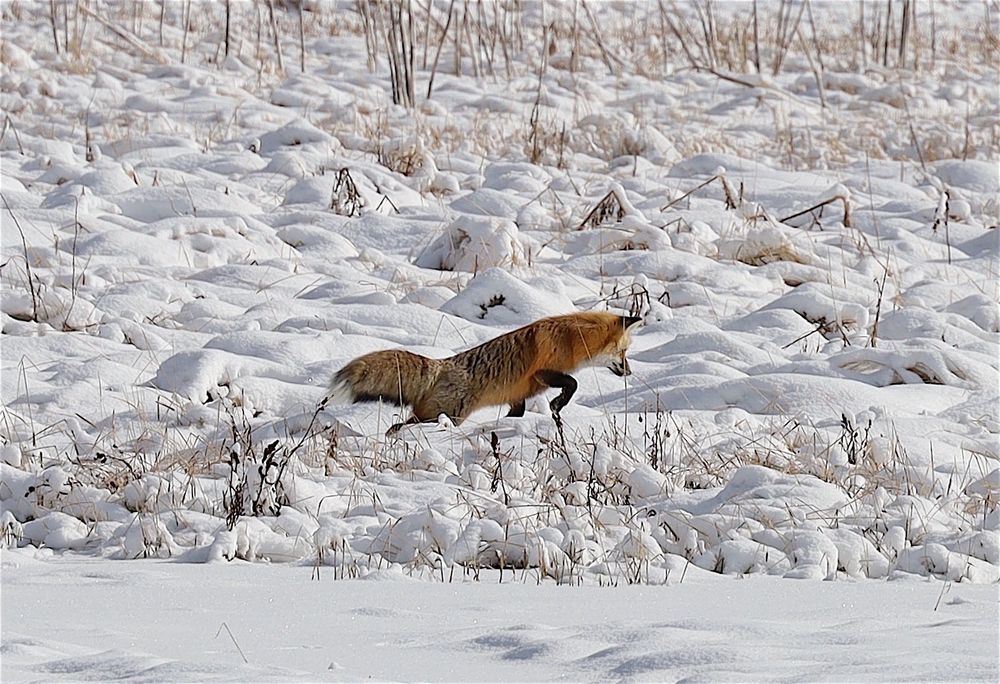 Fox in a snowy field just before the leap.