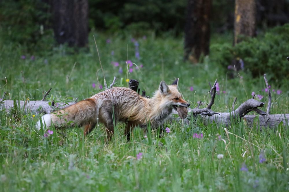 Fox in a field of flowers with a really big vole in his mouth. There's a downed tree going through the frame and some pine trees in the background. 