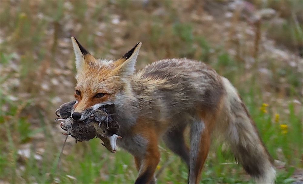Fox with a mouthful of mice. 