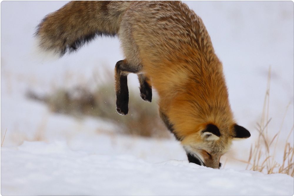 Fox upside down, nose diving into the snow after a rodent. A little bit of dried grass and a snowy background. 