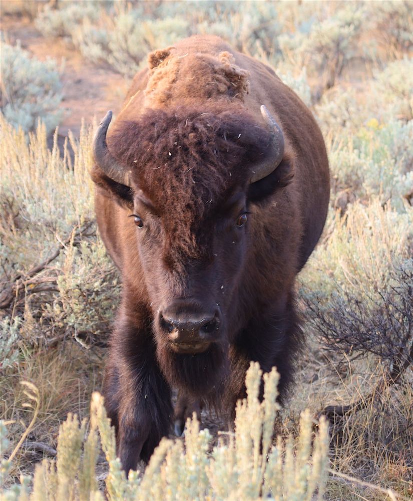Bison looking straight into the camera 