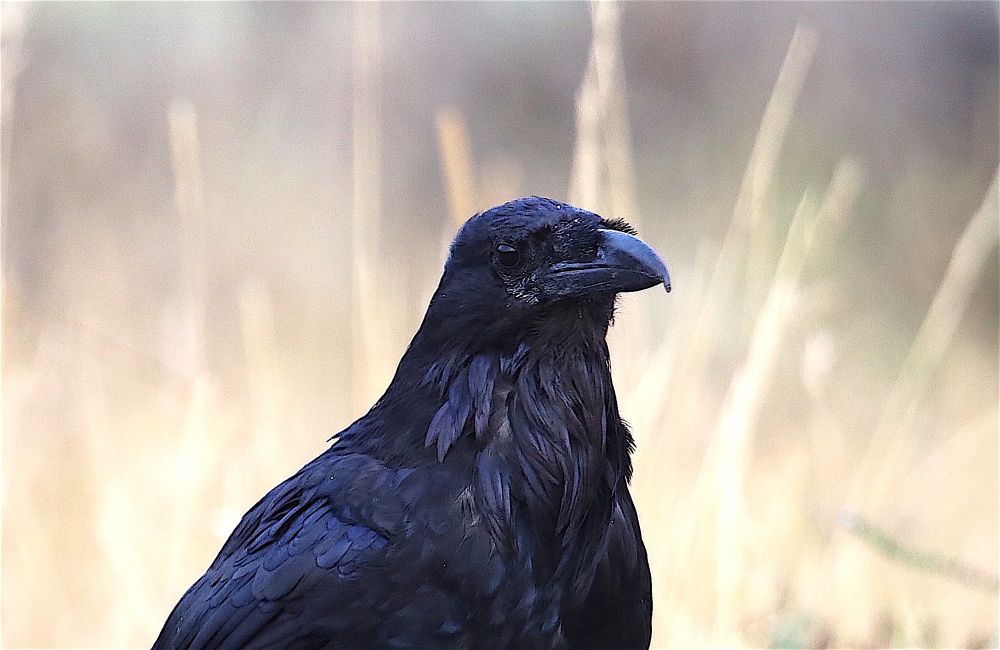Raven portrait in front of some blurry dried grass. 