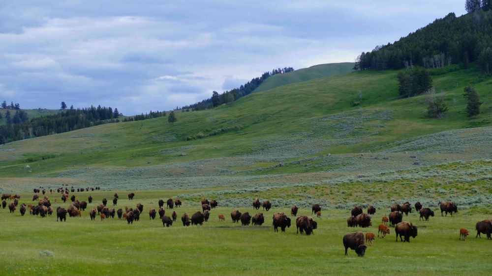 A large herd of Bison in a spring green field with a cloud filled sky above. 