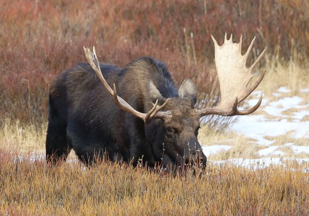 Large bull Moose looking right at the camera. Standing in a field of fall willow with a little snow on the middle right. 