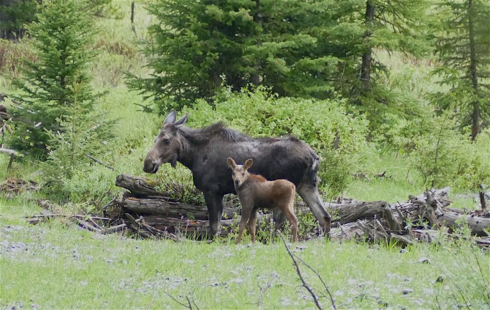 Mamma moose with her calf 