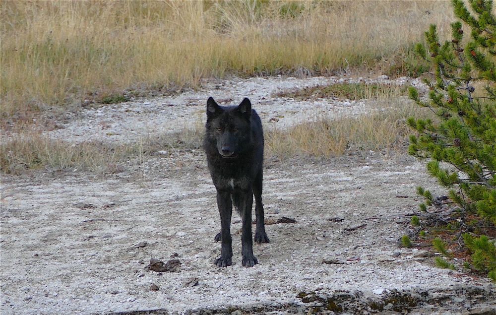 Black wolf facing the camera, standing on a sinter and tall grass area with a pine tree to his left. 