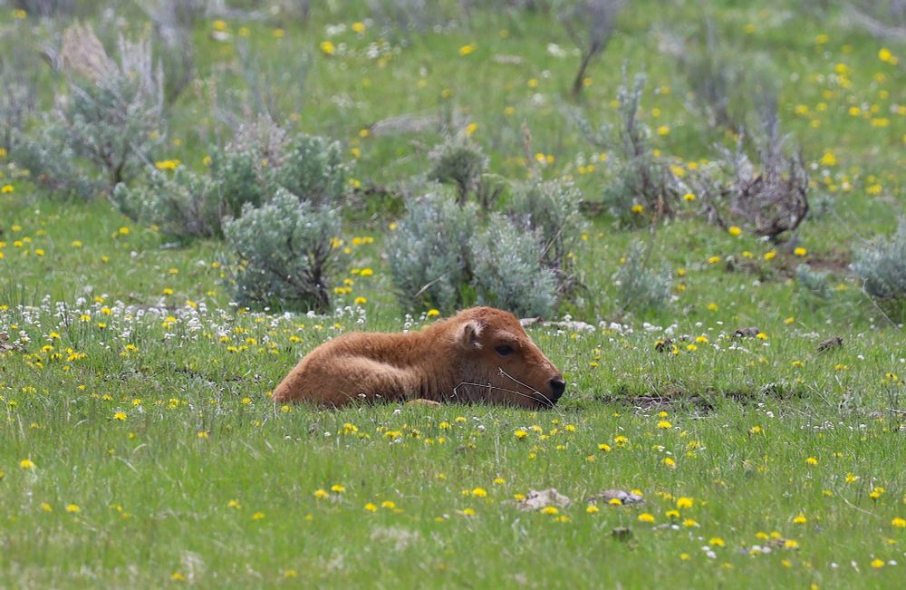 Bison calf laying down in a field of flowers 