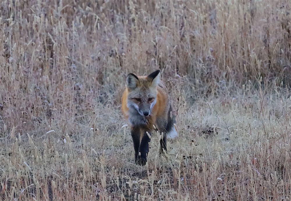 Fox coming at the camera in a field of tall grass