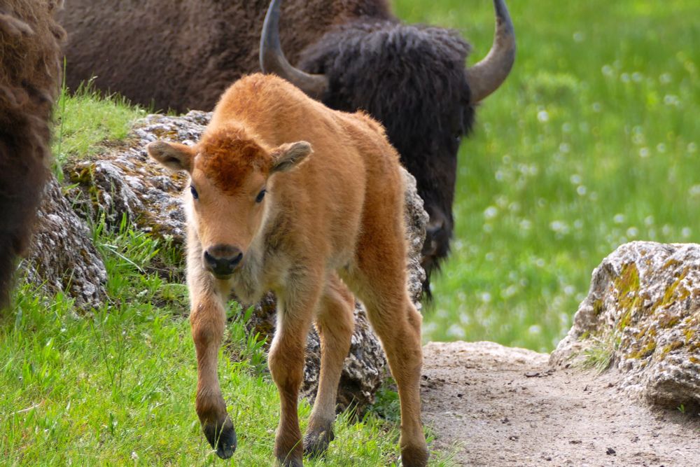 Bison calf walking towards the camera. 