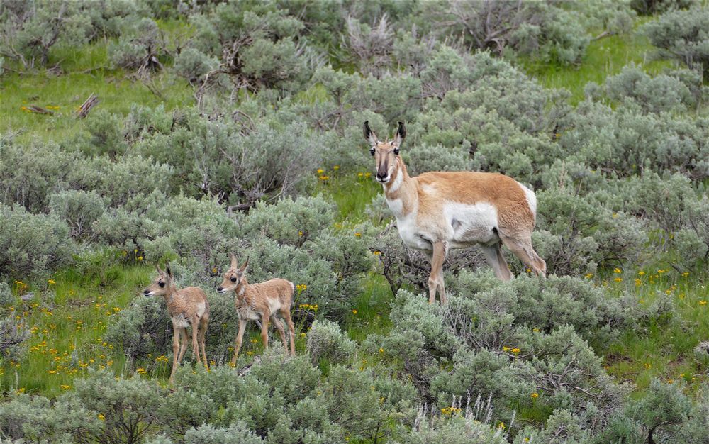 Two pronghorn fawns with their doe watching over them in a field of spring grass and sage. 