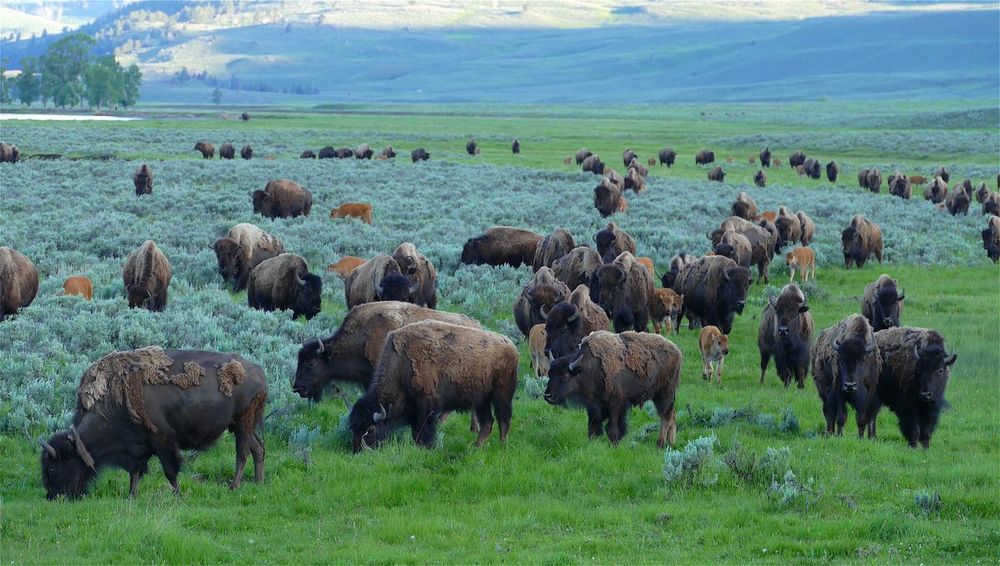 A large herd of Bison on spring grass with scattered sage in Lamar Valley. 