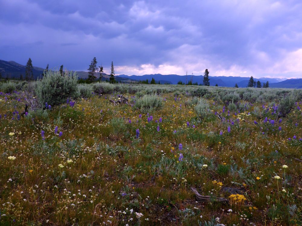 An endless field of flowers leading off into a cloud filled sky. 