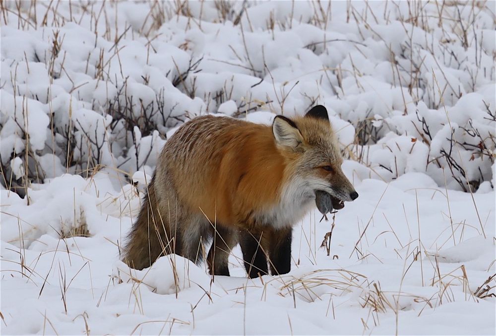 Fox with a vole it's caught in a field covered in fresh pillowy snow. 