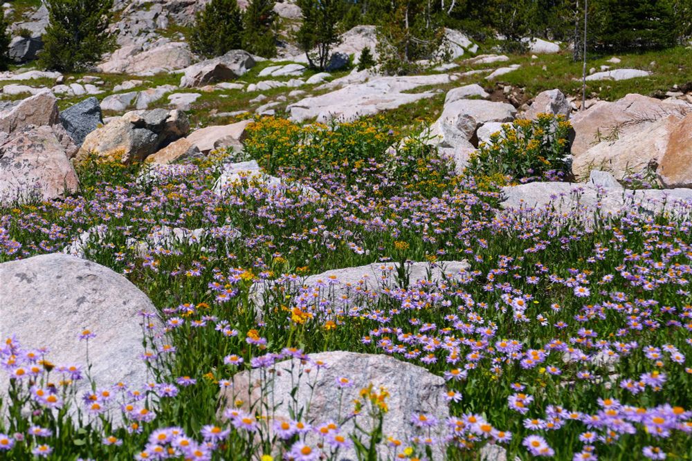 A beautiful alpine field of large granite boulders and purple flowers. 