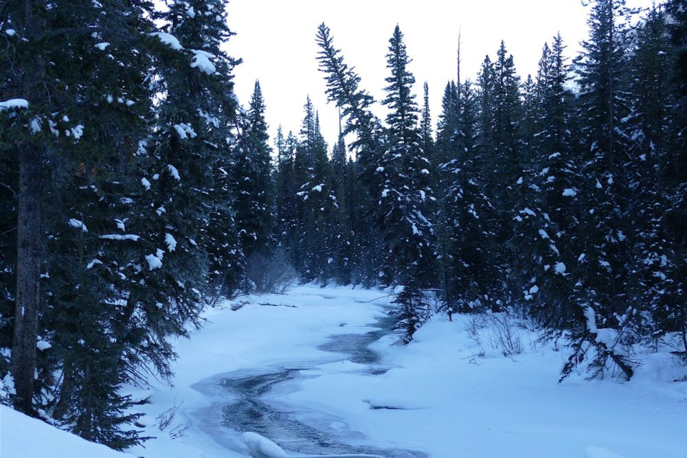 A frozen river in the park with a pine forest all around. 