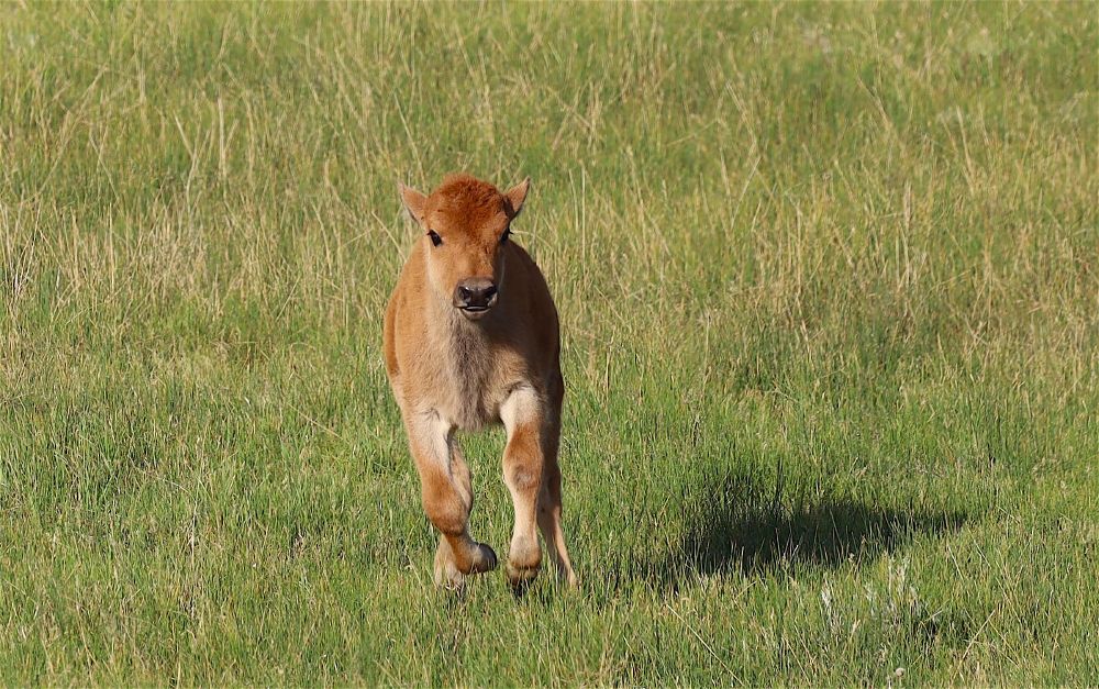 This little guy took one look and ran straight towards me. 