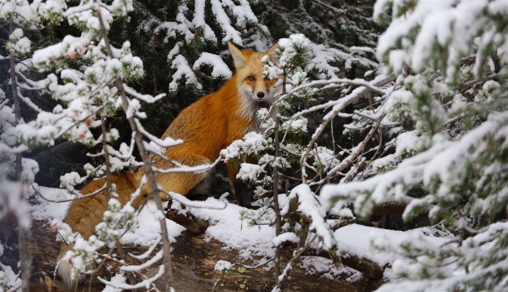 Fox peering out from a snowy forest. 