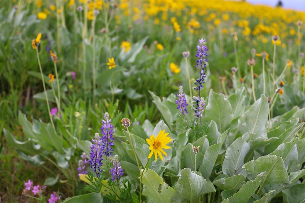 An endless field of yellow arrowleaf and purple lupine 