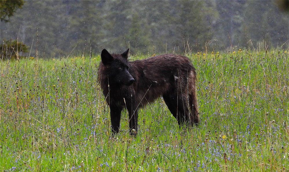 Kinda fuzzy picture of a wolf standing in a fall field of flowers with the pine forest in the distance. It was sleeting that day and this was a fairly long range photo so.....