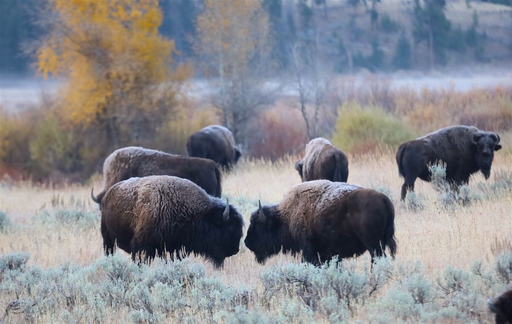 Bison in the fall colors. Sage field with some Aspen in the background. 