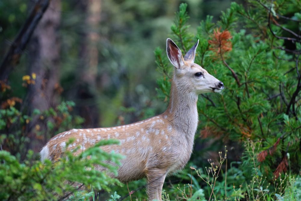 Deer Fawn standing in a pine forest. 