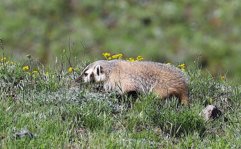 Badger in a field of spring grass and a few flowers. 