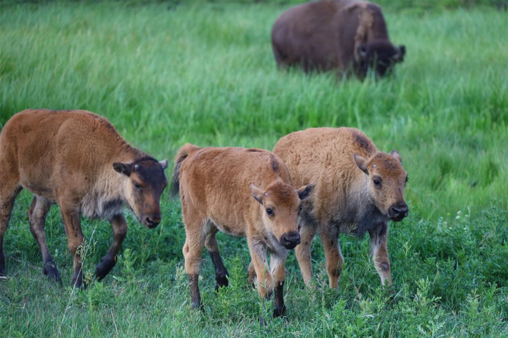 Three baby bison hanging out together on fields of green.