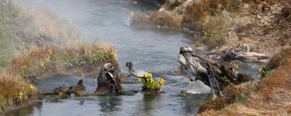 A log looking for all the world like a lady in a head shawl praying to a bouquet of flowers in a small thermal stream. 