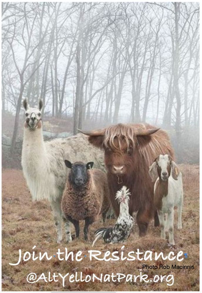 Crazy cool group of farm animals from all aspects of the spectrum in a short grass field in front of a leafless forest. 