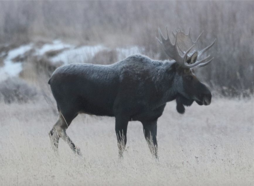 Frosty moose standing in a field of tall fall grass with some snow behind and some willow as well. 