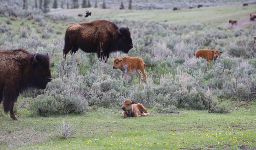 Bison calves in a field of sage with their larger halves standing over them. 