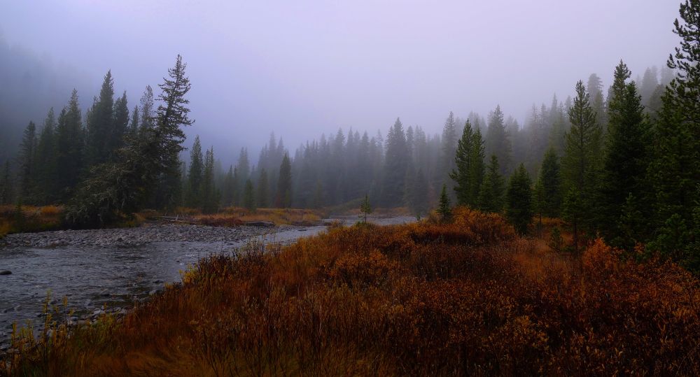 Pebble creak with willow in all their fall glory on both sides with a pine forest behind and a very fogy early morning mist in the air. 