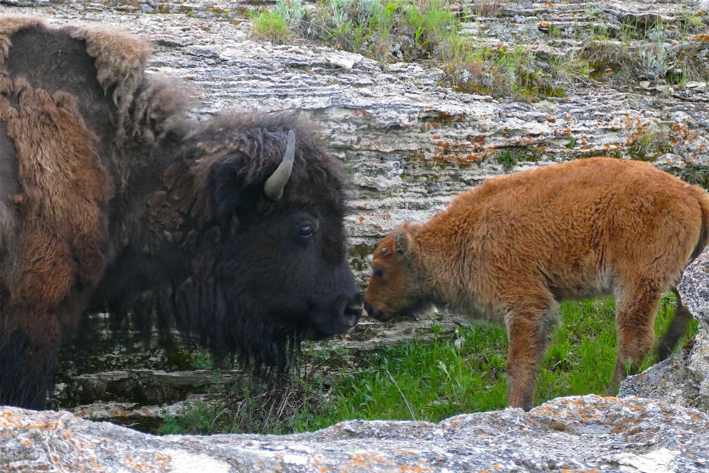 Bison cow nose to nose with her calf, in front of some geyserite rock with some more rock in the forground. 