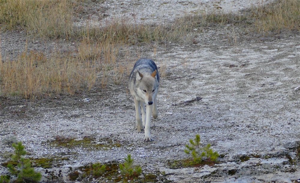 Grey wolf walking straight towards the camera in a field of sinter and fall grass. 