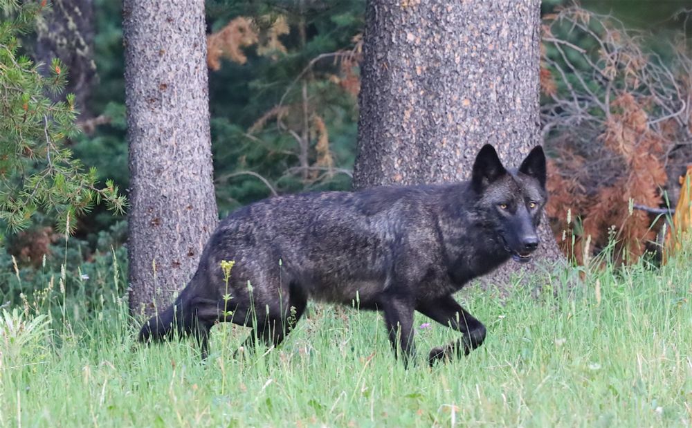 Black wolf in the tall summer grass of a small clearing in an old growth forest, Yellowstone. 