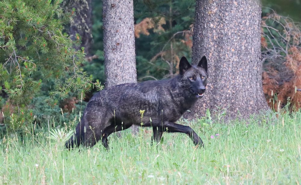 Wolf walking through a small clearing in the park. 